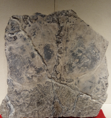 ���������¡�