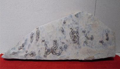 ��뽹������δ�ͼ��